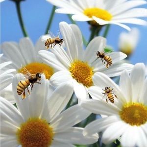 Daisy Bee Pajama for Michelle